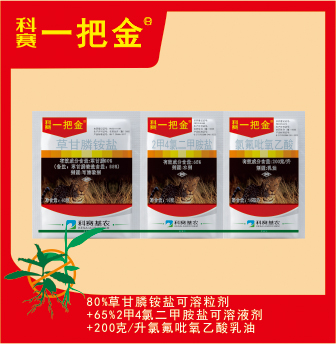 11科賽一把金.jpg